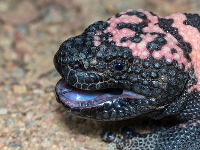Gila monster