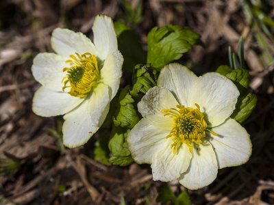 Globeflower