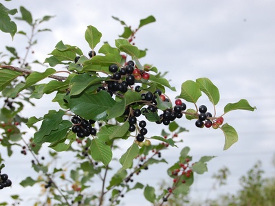 Glossy buckthorn