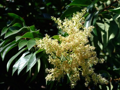 Glossy privet