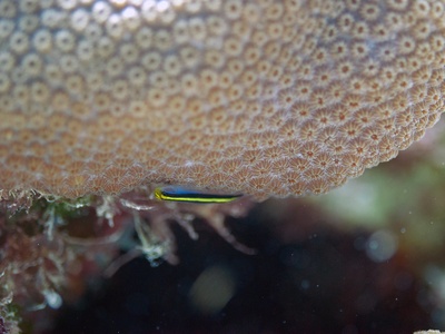 Gobies (Cleaner goby)
