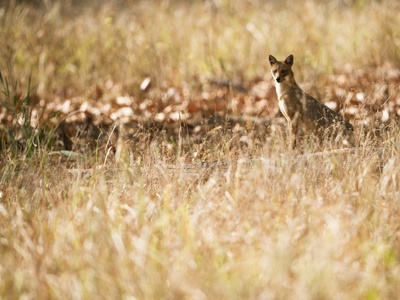Golden jackal