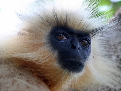 Golden langur
