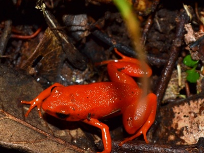 Golden mantella