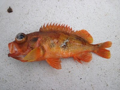 Golden Redfish / Ocean Perch