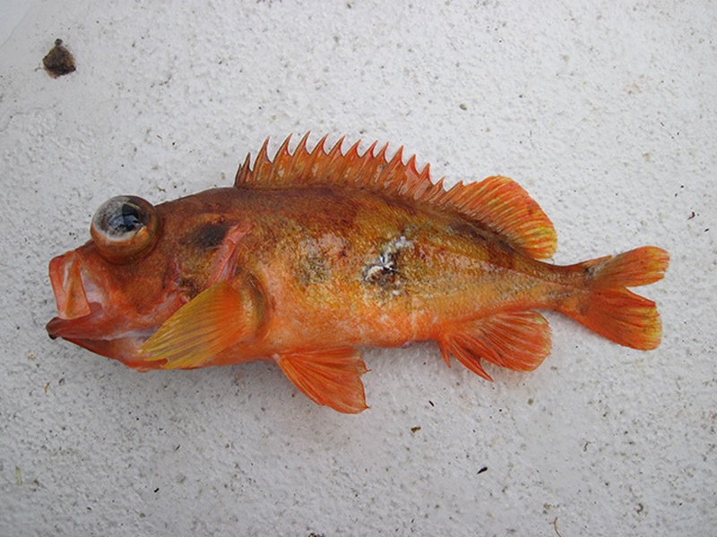 Red Fish: The Complete List - Flora Fauna Fun