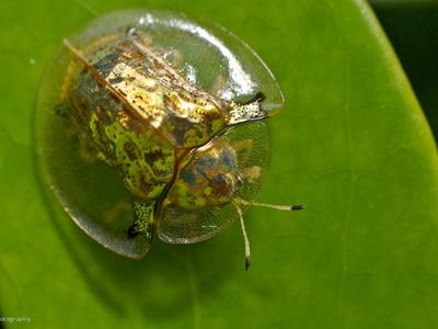 Golden tortoise beetle