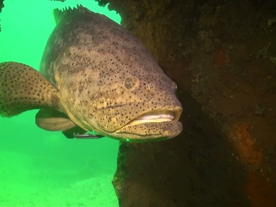 Goliath grouper