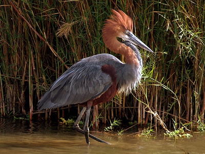 Goliath heron