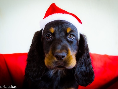 Gordon Setter