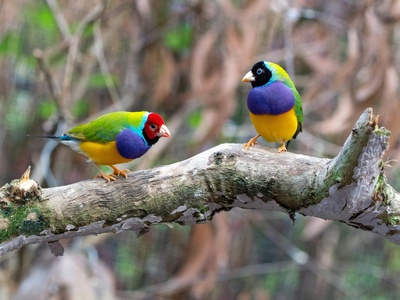 Gouldian Finch