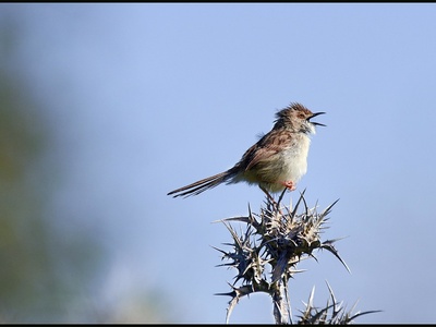 Graceful prinia