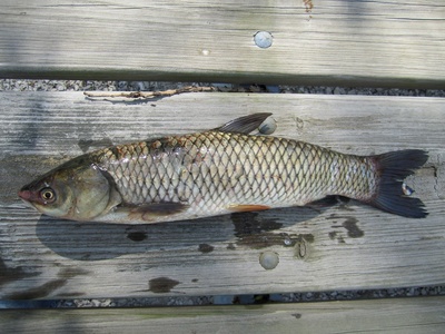 Grass carp