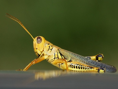 Grasshopper (Differential)