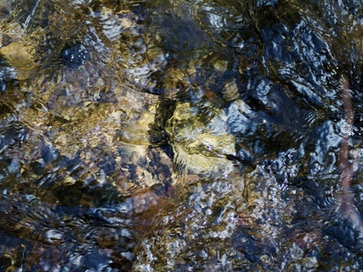 Gray's Stream Frog