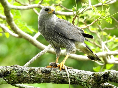 Gray Hawk