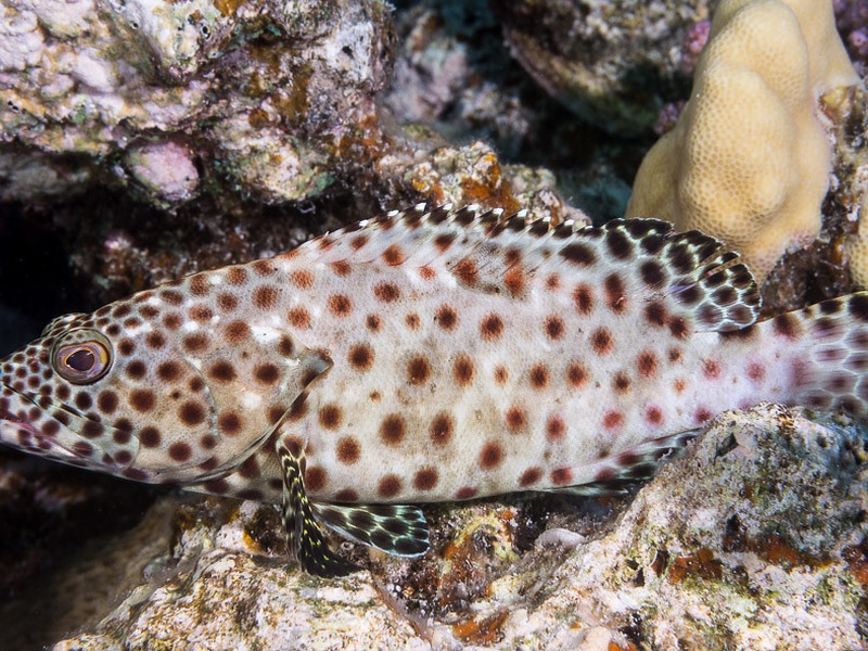 Fish of Kenya: The Complete List - Flora Fauna Fun