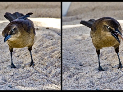 Great-tailed Grackle