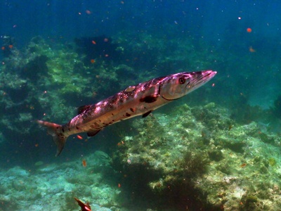 Great barracuda