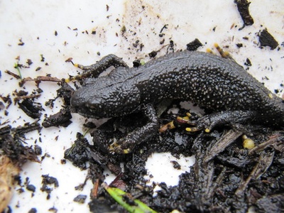 Great crested newt