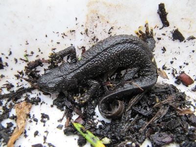 Great crested newt