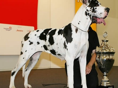 Great Dane