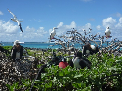 Great frigatebird