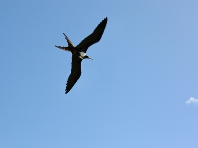 Great frigatebird