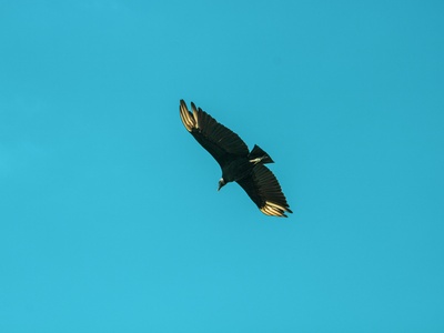Great frigatebird