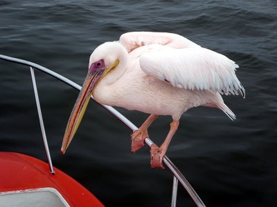 Great white pelican