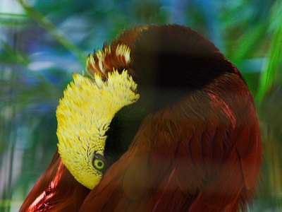Greater Bird-of-paradise