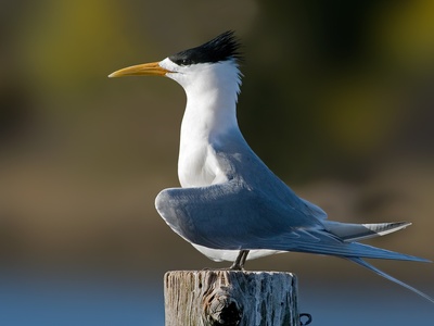 Greater Crested Tern
