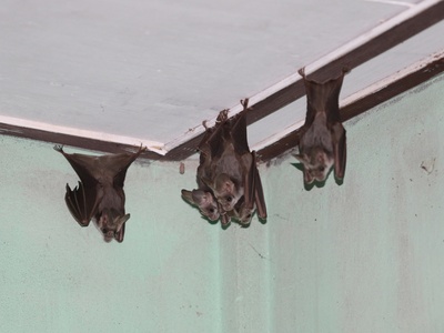 Greater false vampire bat