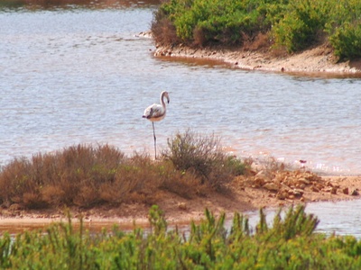 Greater flamingo