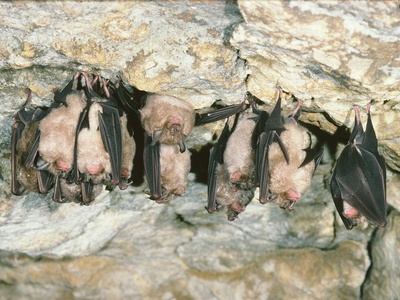 Greater horseshoe bat
