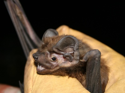 Greater noctule