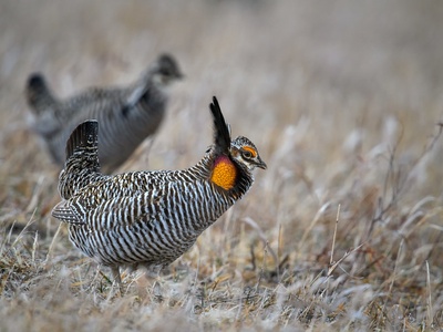 Greater prairie-chicken