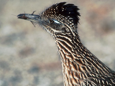 Greater roadrunner