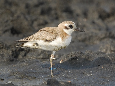 Greater Sand Plover
