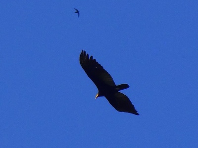Greater Yellow-headed Vulture