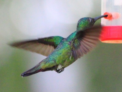 Green-breasted Mango