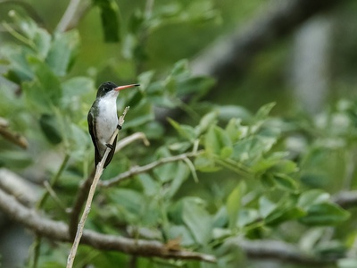 Green-fronted Hummingbird