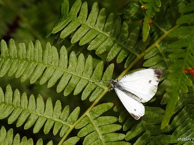 Green-veined White
