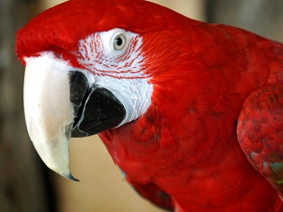 Green-winged Macaw