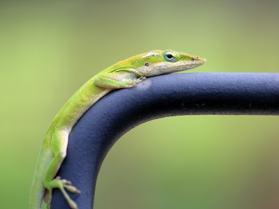 Green anole
