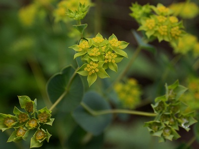 Green bupleurum