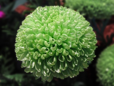 Green chrysanthemum (mum)