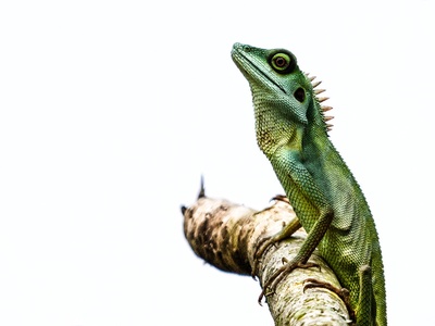 Green crested lizard