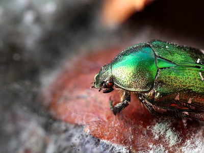 Green fruit chafer