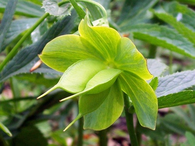 Green hellebore